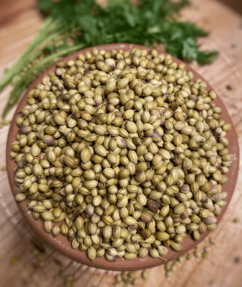 Whole coriander seeds in a minimalist ceramic bowl with soft natural lighting